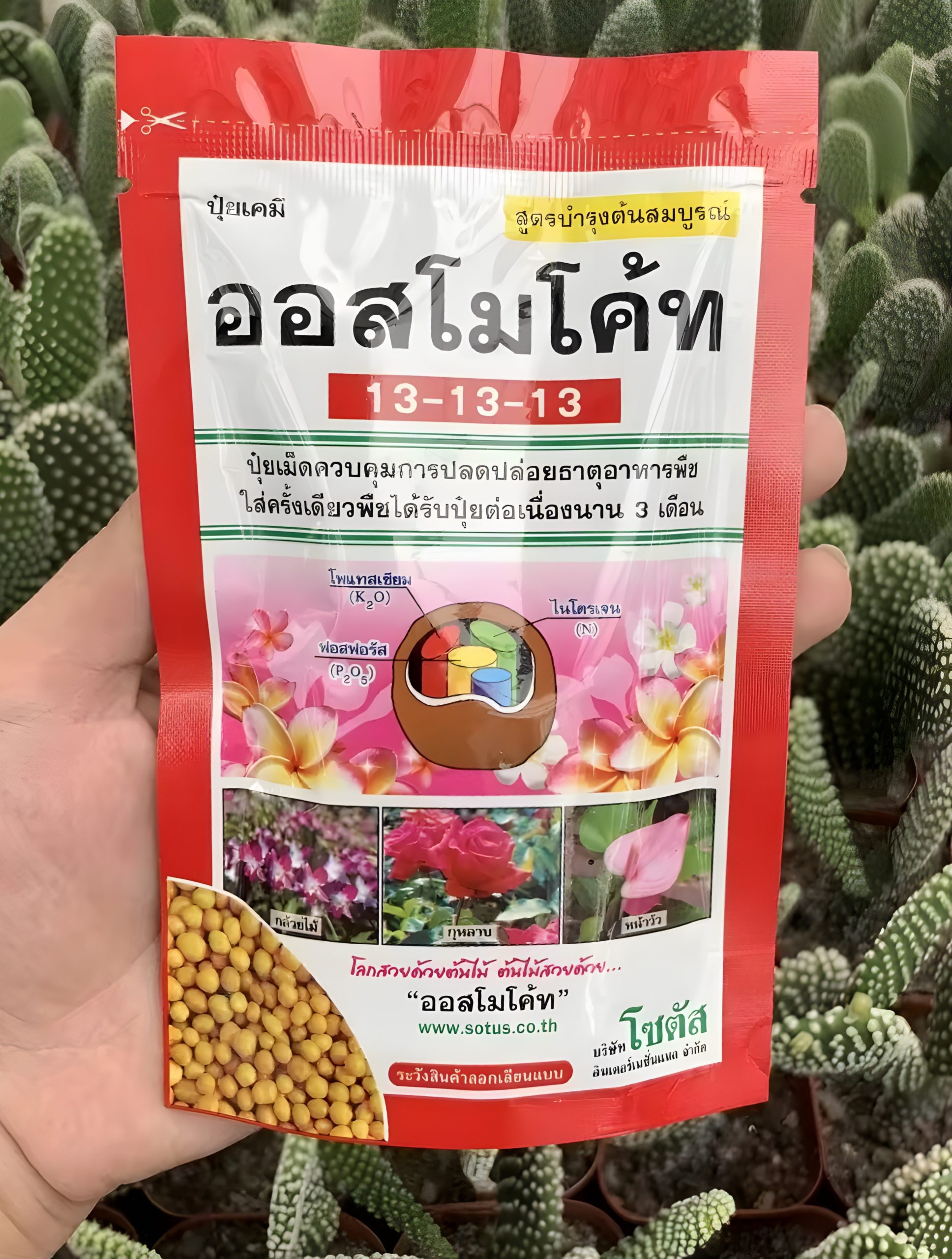 অসমোকট : ১৩-১৩-১৩ (থাইল্যান্ড) | Osmocote 13-13-13 (Thailand)